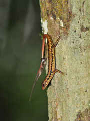 Sphenomorphus scotophilus