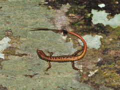 Sphenomorphus scotophilus