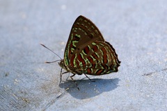 Hypochrysops pythias