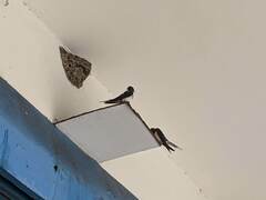 Hirundo rustica