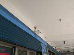 Hirundo rustica