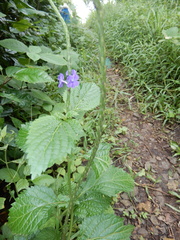 Stachytarpheta urticifolia