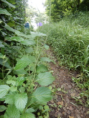Stachytarpheta urticifolia