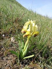 Iris pseudopumila