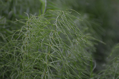 Equisetum pratense image