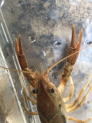 Procambarus lophotus