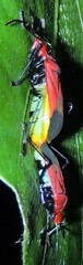 Dindymus sanguineus