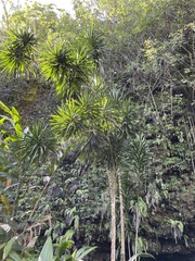 Dracaena angustifolia