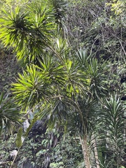 Dracaena angustifolia