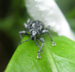 Oribius albivarius