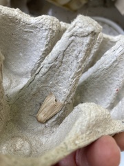 Mythimna pallens