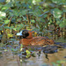 Masked Duck - Photo (c) Greg Lasley, some rights reserved (CC BY-NC), uploaded by Greg Lasley