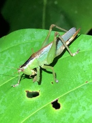 Eschatoceras nigrovittatus