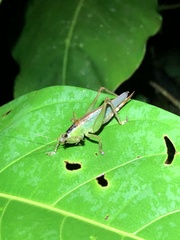 Eschatoceras nigrovittatus