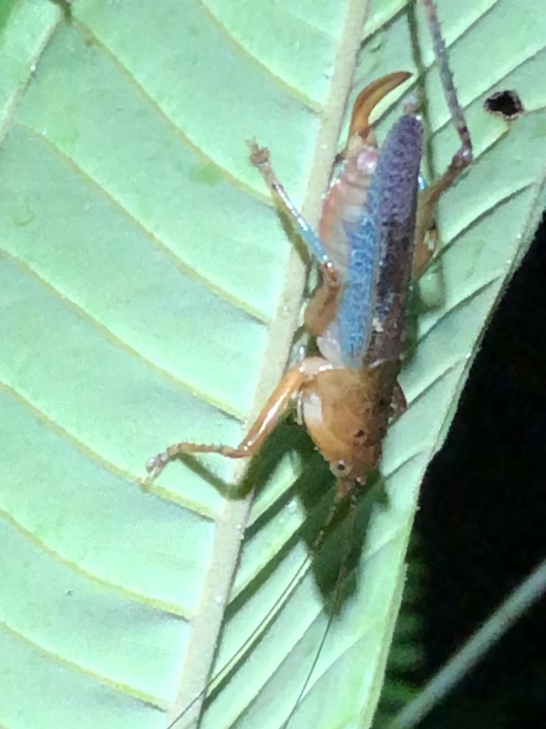 Eschatoceras bipunctatus