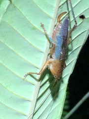 Eschatoceras bipunctatus