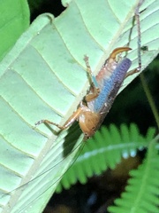 Eschatoceras bipunctatus