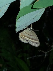Cissia proba