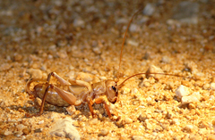 Chauliogryllacris
