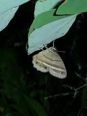 Cissia proba