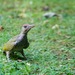 European Green Woodpecker - Photo (c) Codrin Bucur, some rights reserved (CC BY), uploaded by Codrin Bucur