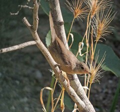 Curruca subalpina