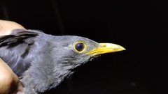 Turdus mandarinus