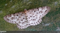 Percnia suffusa