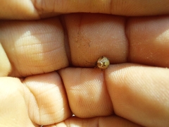 Parasteatoda lunata