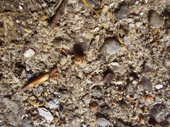 Parasteatoda lunata