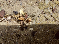 Parasteatoda lunata