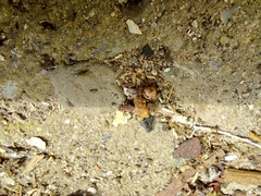 Parasteatoda lunata