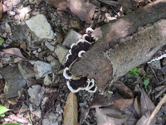 Earliella