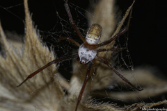 Argiope trifasciata