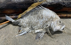 Acanthopagrus pacificus