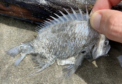 Acanthopagrus pacificus