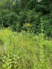 Rudbeckia auriculata