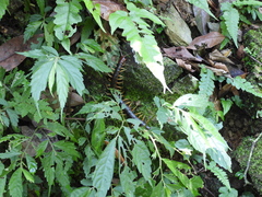 Scolopendra mutilans
