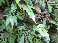 Scolopendra mutilans