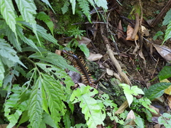 Scolopendra mutilans
