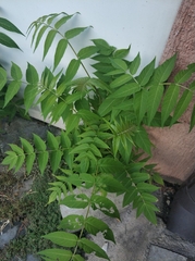 Ailanthus altissima