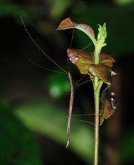 Sipyloidea caeca