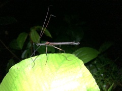 Pseudophasma bolivari