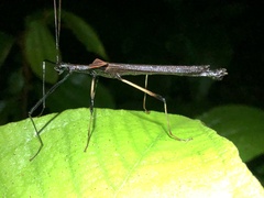 Pseudophasma bolivari