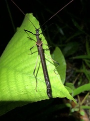 Pseudophasma bolivari
