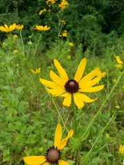 Rudbeckia auriculata