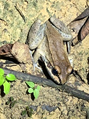 Leptodactylus rhodonotus