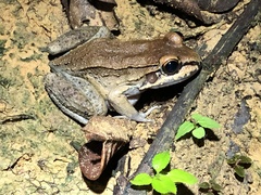 Leptodactylus rhodonotus