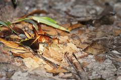Penalva flavocalceata