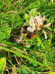 Bombus pascuorum